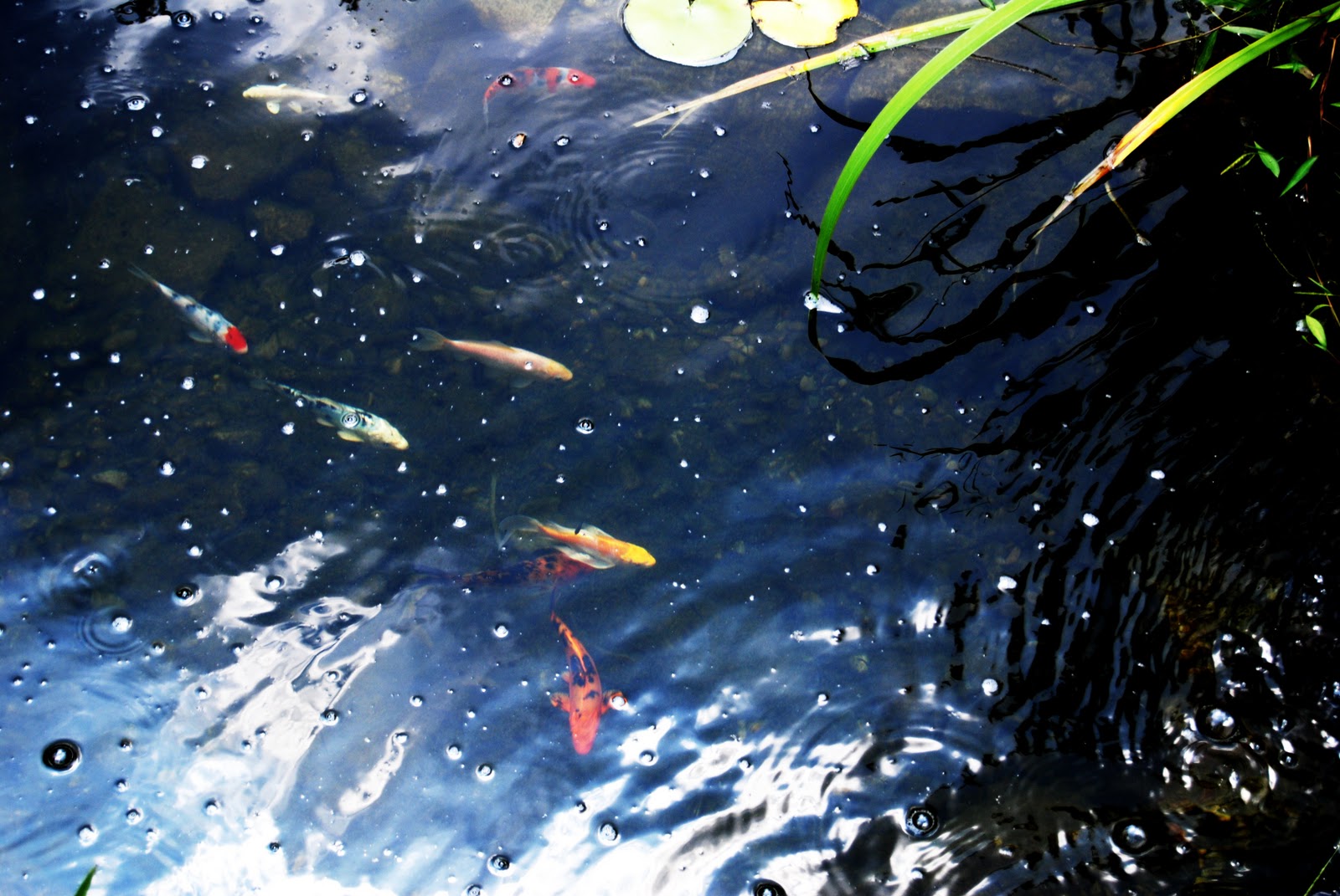 plants-for-my-koi-pond-2