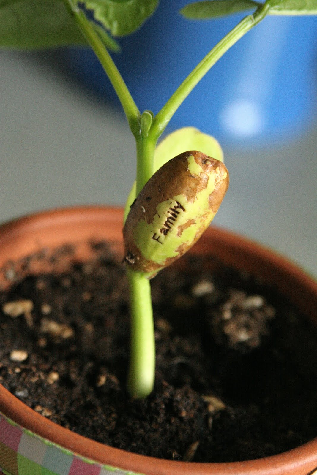 Cross Your T�s My Easter Wish for You via Magic Beans