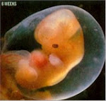 Development of the Preborn in the Womb