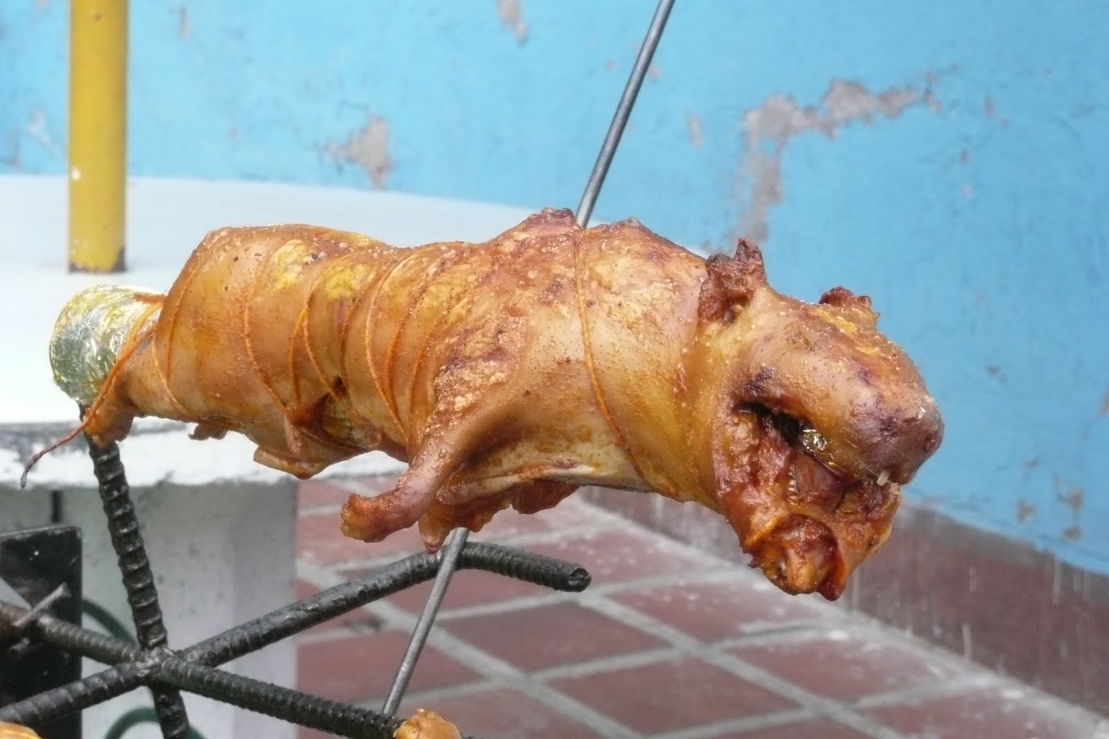 A is for Peipei: Cuy = Guinea Pig