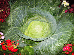 Cabbage  plant at Karo Region