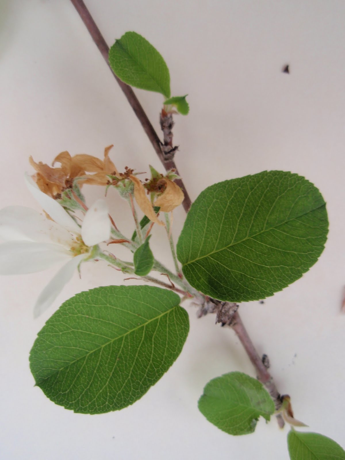 HERBARIO VIRTUAL DE BANYERES DE MARIOLA Y ALICANTE