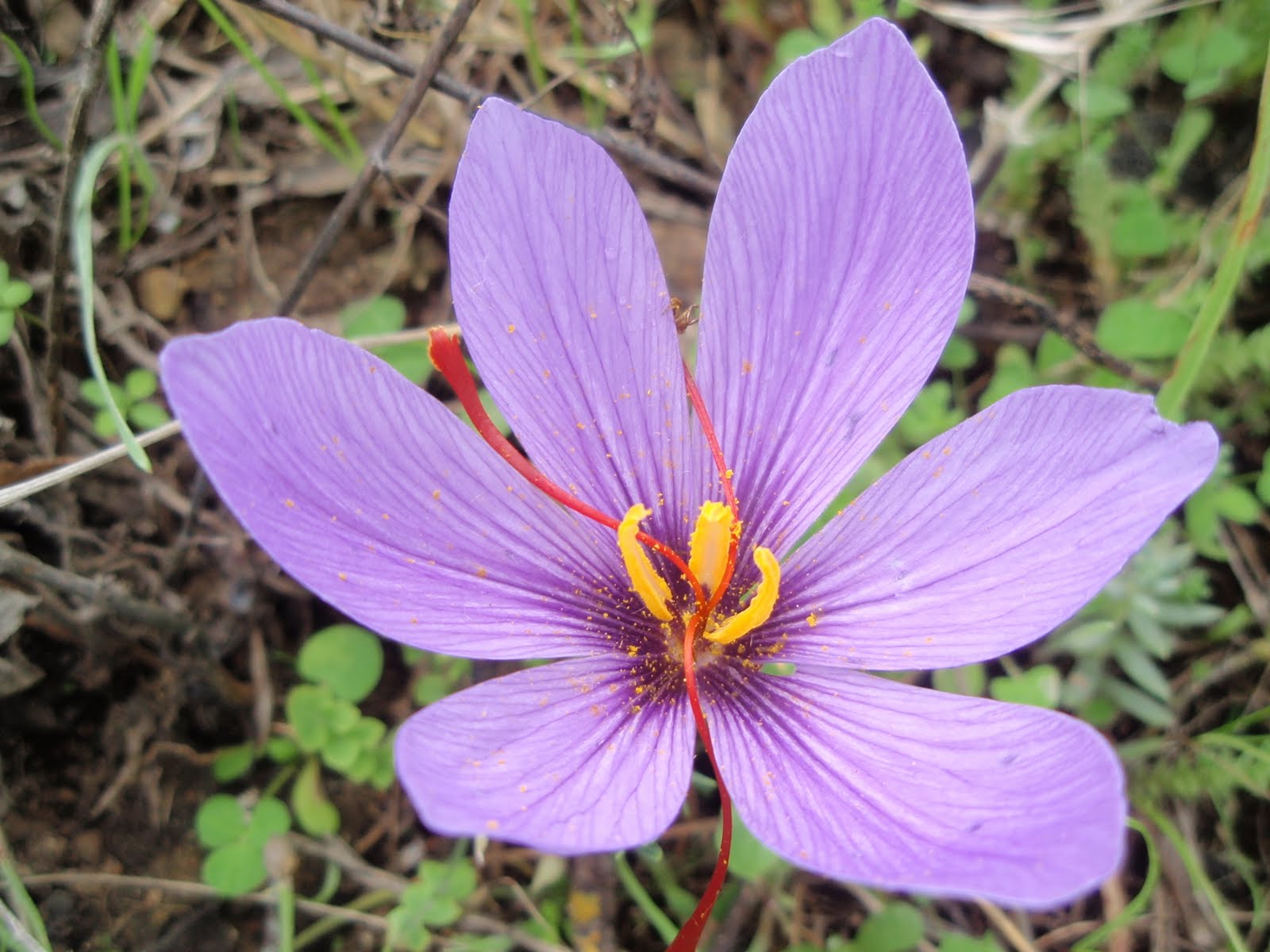 Шафран сканворд. Шафран растение. Шафран Дубравный. Шафран полосатый. Crocus sativus.