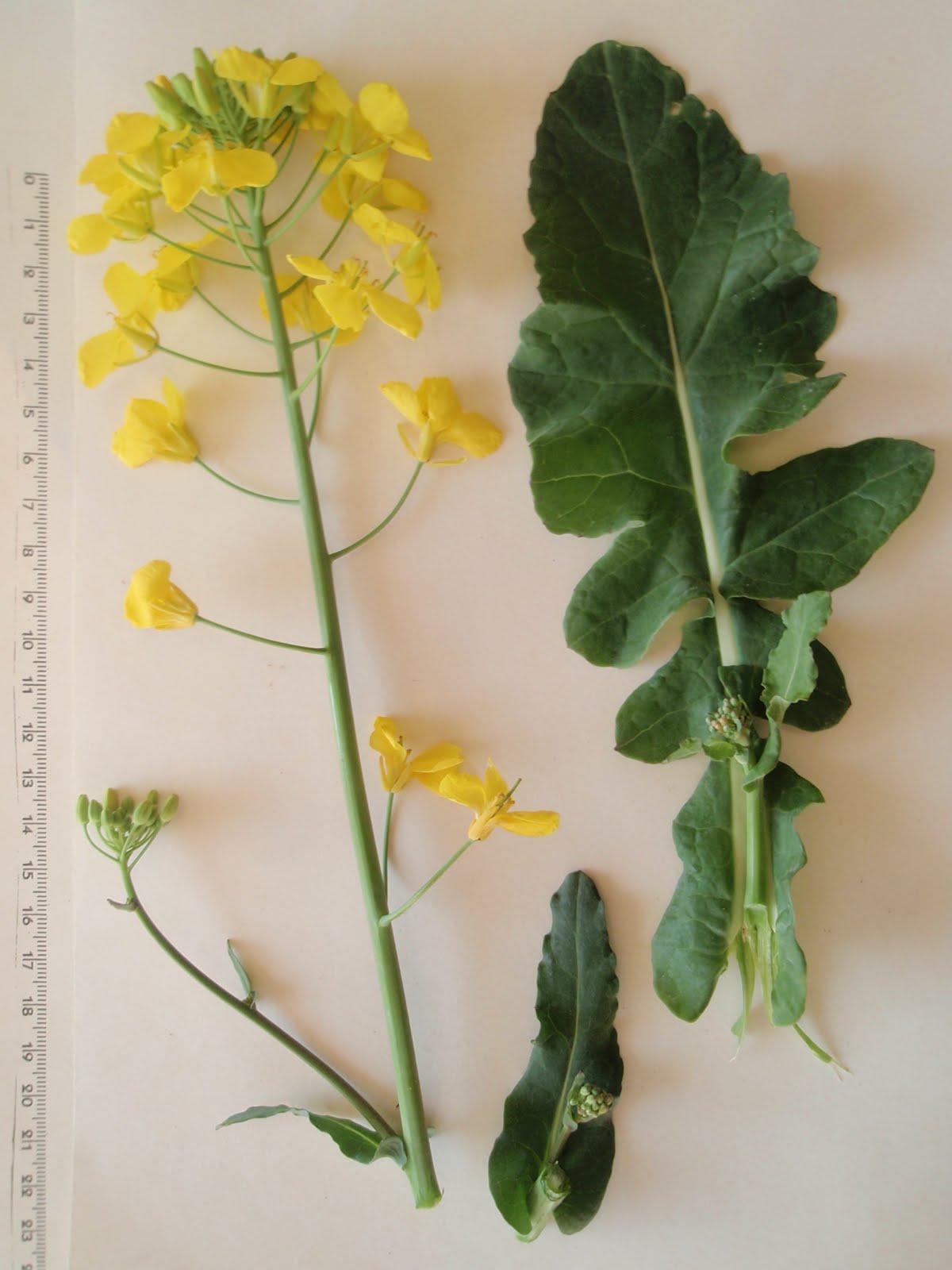 HERBARIO VIRTUAL DE BANYERES DE MARIOLA Y ALICANTE Brassica napus