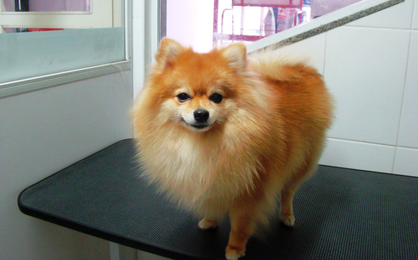 Au & Miau Pet Shop Sheeva