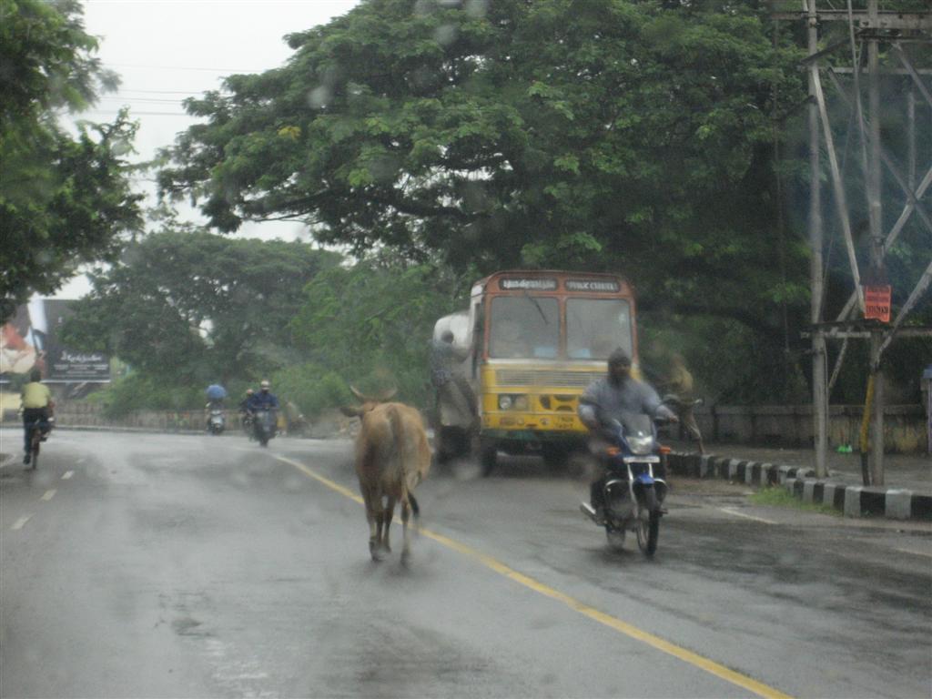 [Pictures+from+India+026+(Large).jpg]