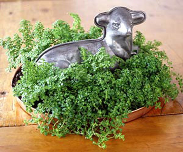 [babies+tears+plant+bhg.jpg]