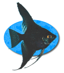 Jual Ikan Hias Ikan Manvis