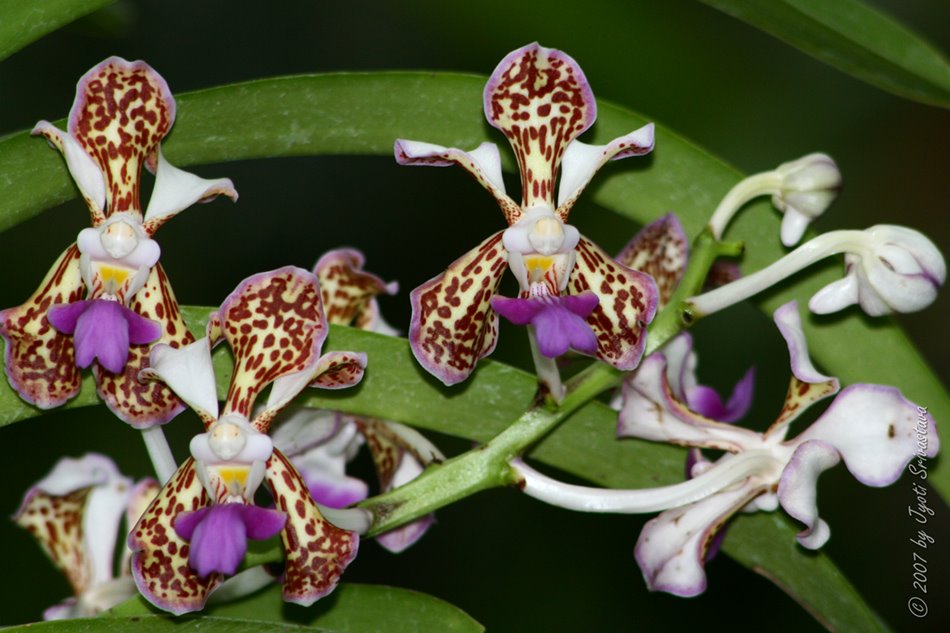 [LI-orchids-0594b.jpg]