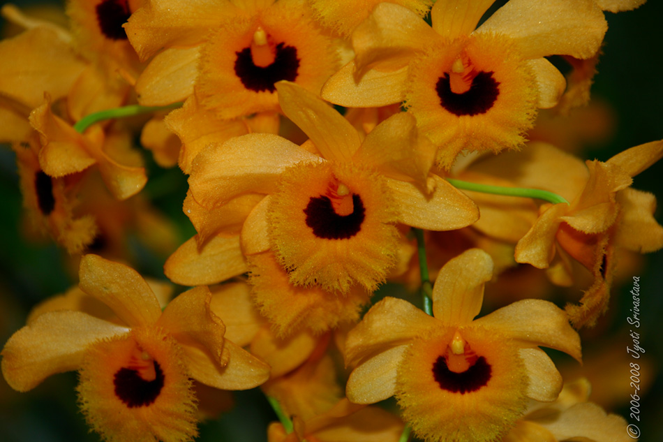 [LI-orchids-0416b.jpg]