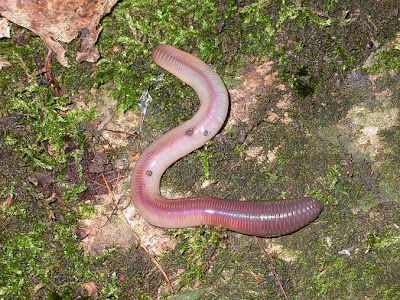 download large earthworm download large earthworm