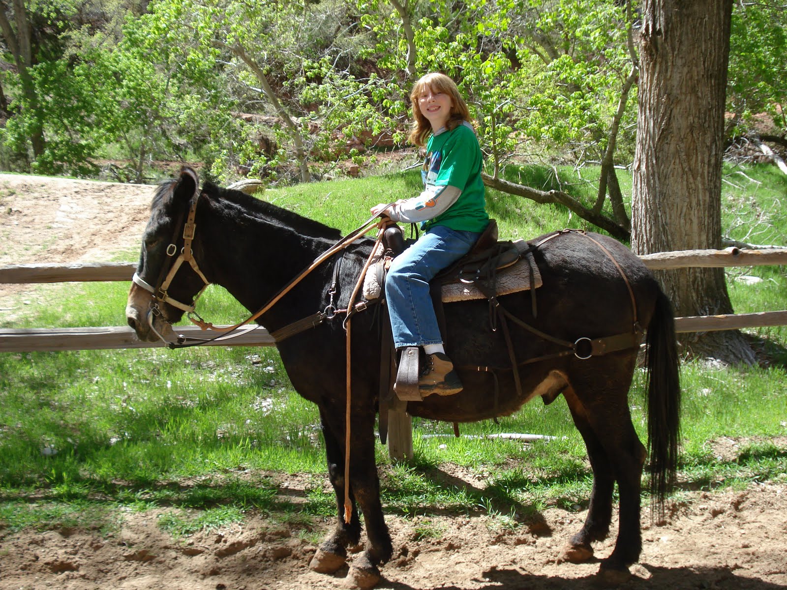 Stafford's On The Road Zion National Park (Horseback Ride), Utah