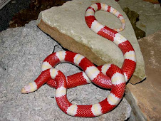 Nelsoni Albino Milk Snake