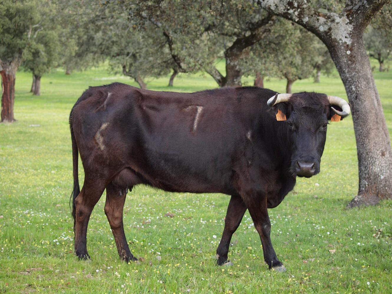 LOS COQUILLAS DE CIFUENTES IVAN COLOMER, SU VIDEO II, DE LOS COQUILLAS