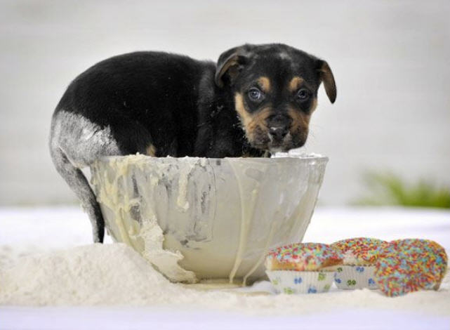 How to lick a bowl