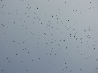Hay cielos congestionados, como éste en Santuario Risaralda, en plena época de migración de aves