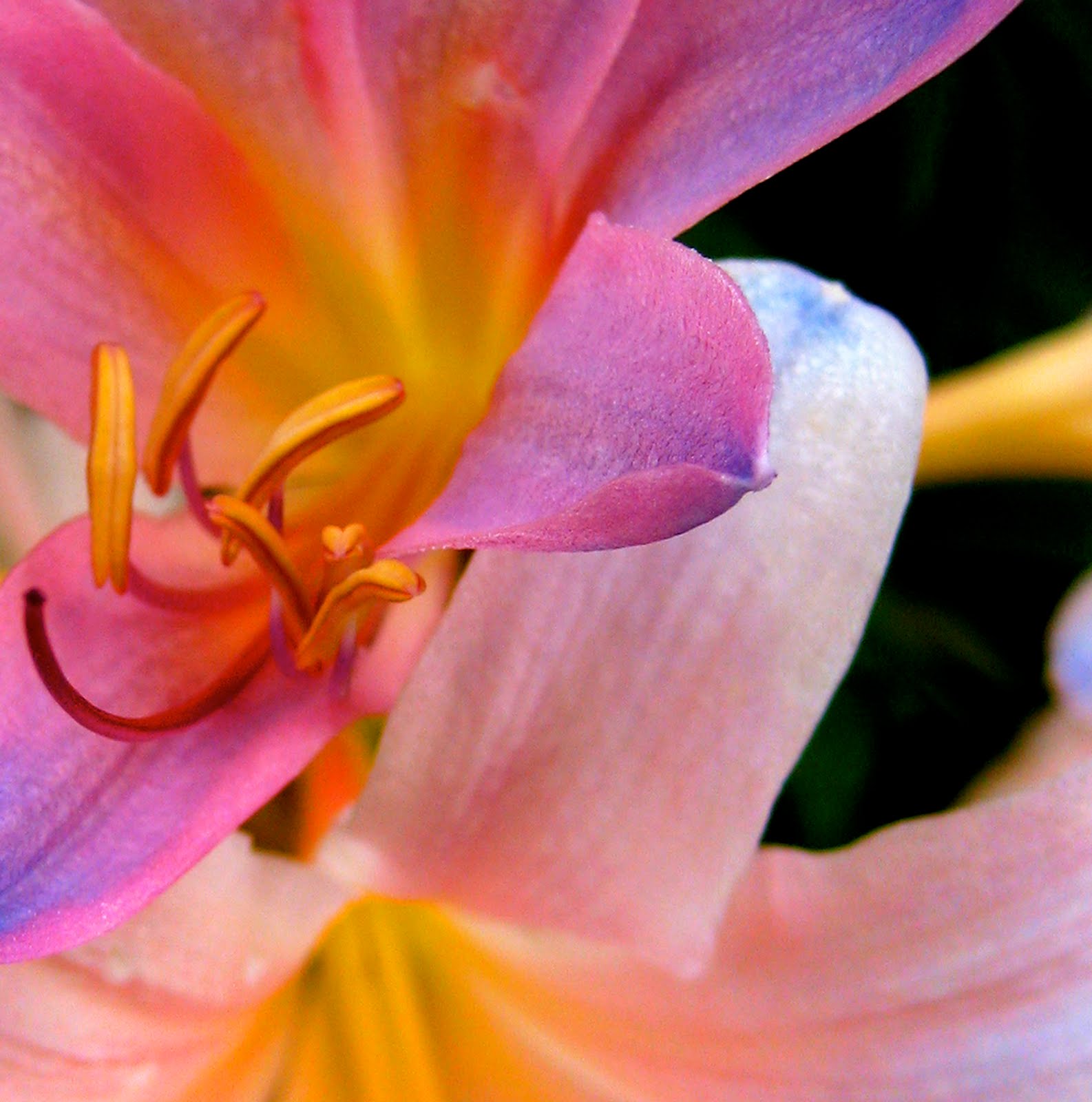 ANDREA WHITE PHOTOGRAPHY + DESIGN: PINK LILY