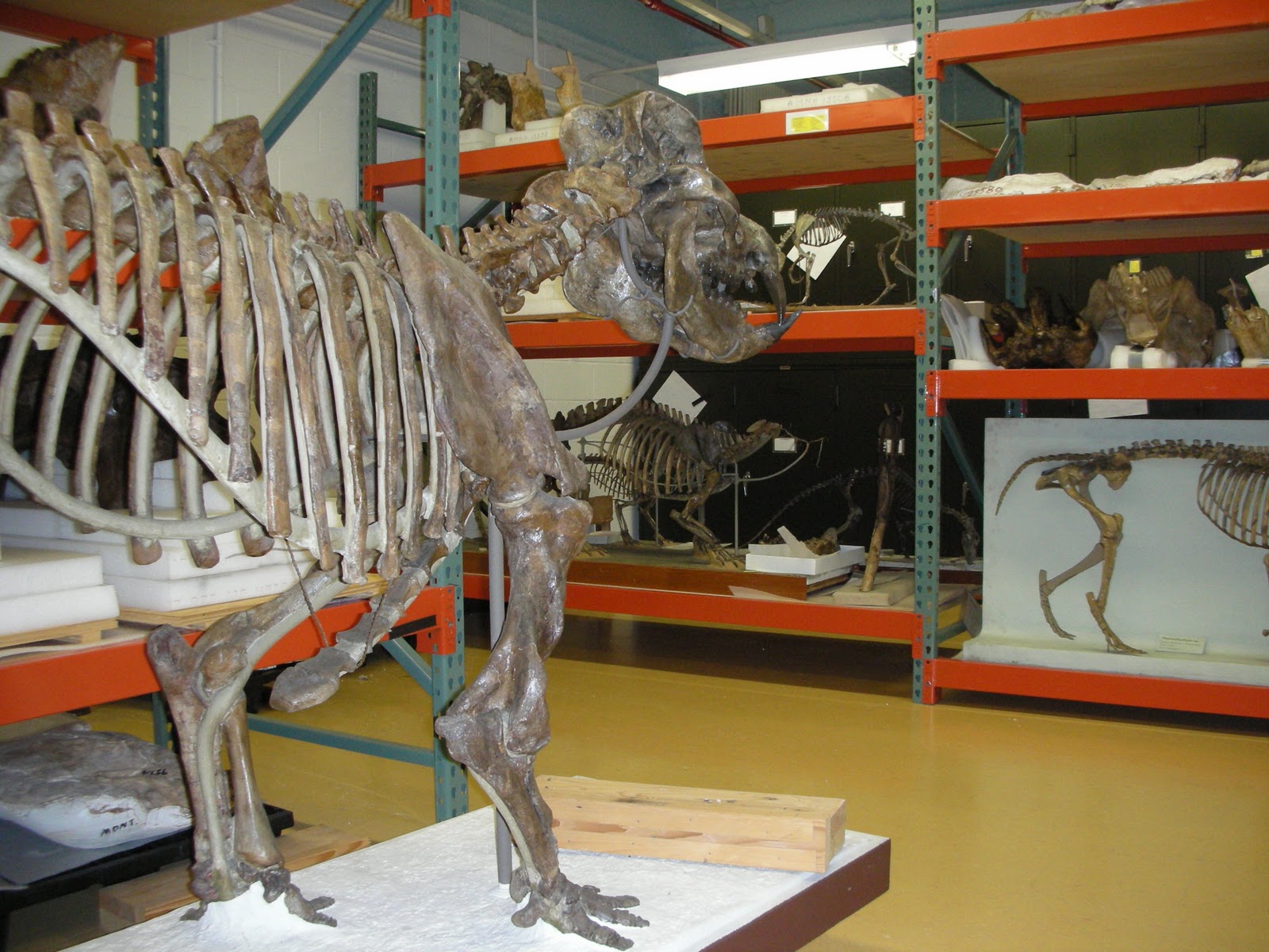 t r a c e w o r k Paleontology at The American Museum of Natural History