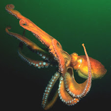 Giant Pacific Octopus (Octopus hongkingensis)