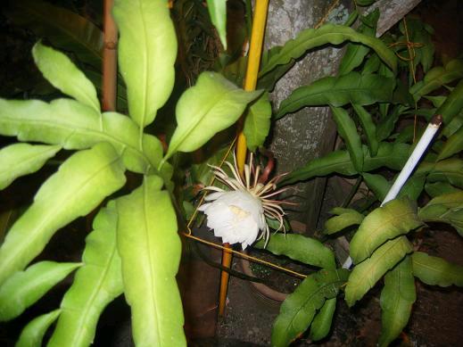 Bunga Bakawali Mia Liana