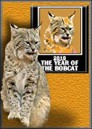 YEAR OF THE BOBCAT