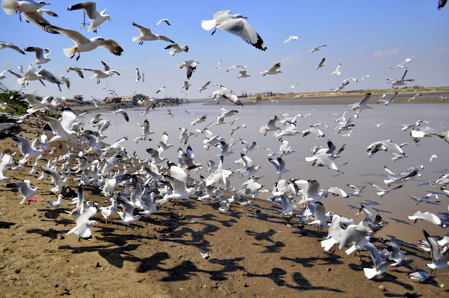 seagulls river men playing bhavnagar gujarat tourism travel 