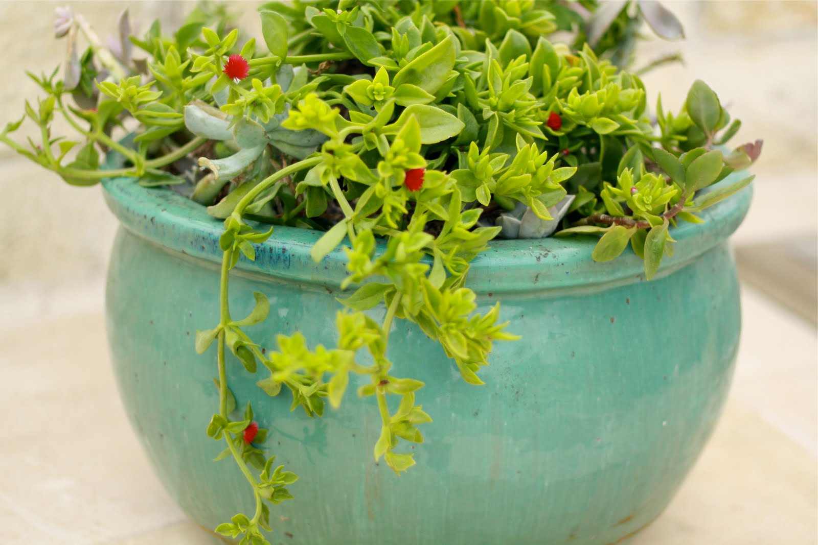 SnapShot Student Flower Pots