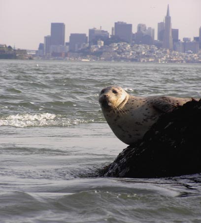 [cityslickersealssm.jpg]