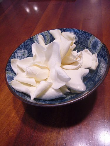 [3919322073_60da3822d0.jpg]
