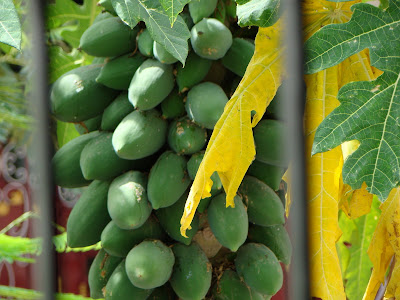 Pappaya fruit