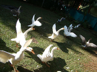 goose at yercaud hotel with wings open