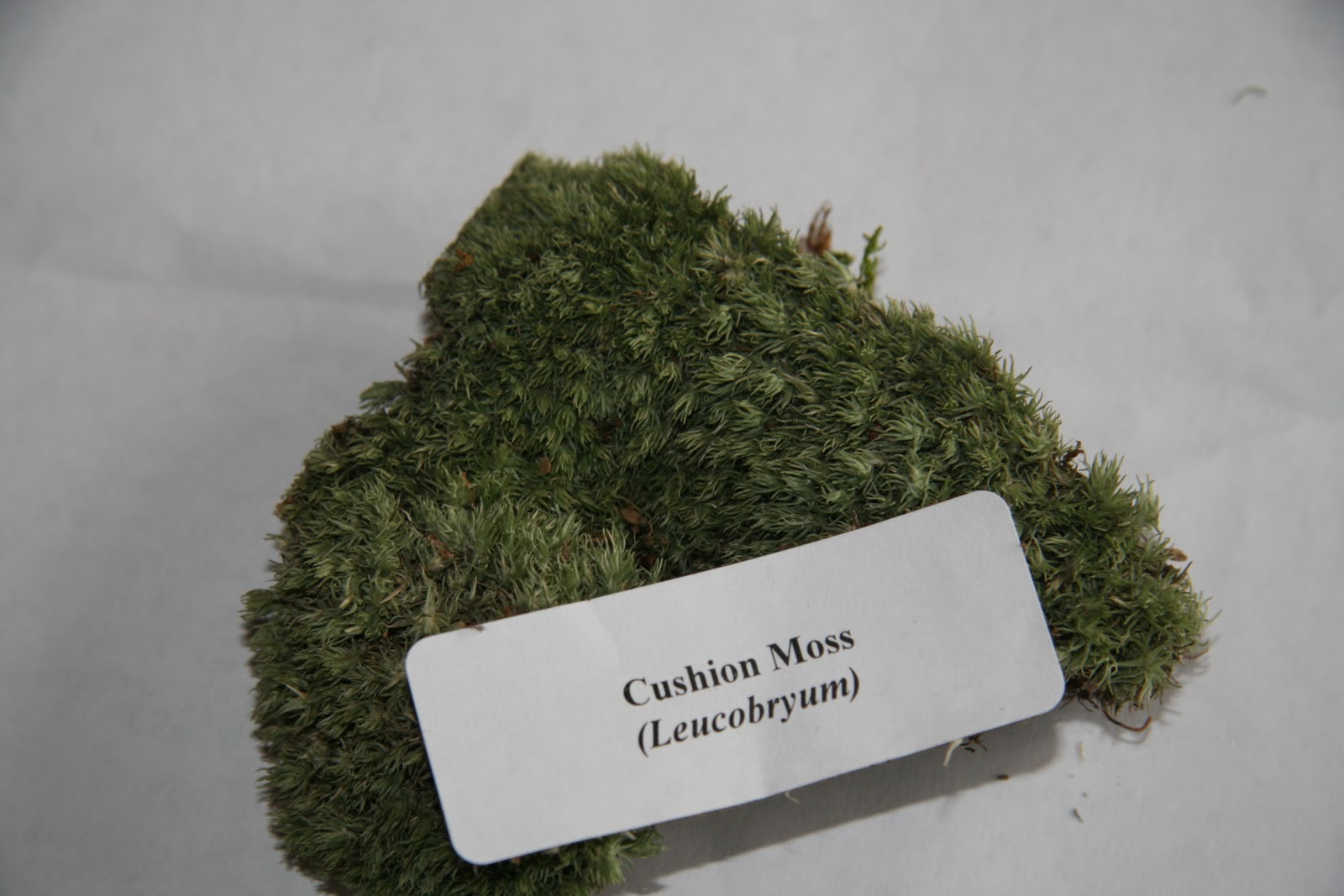 Gardening and Gardens A Mossy Terrarium