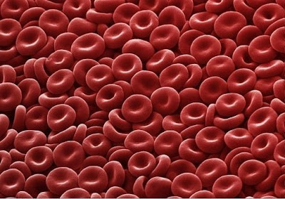 Globulos rojos en la sangre