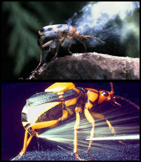 Escarabajo bombardero africano