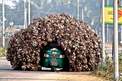 Auto Ricksha cargado con cocos