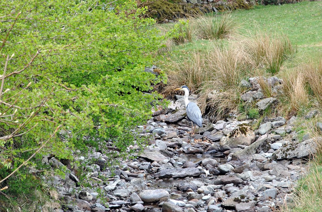 raccoon-proof-koi-pond-motion-sensor.jpg