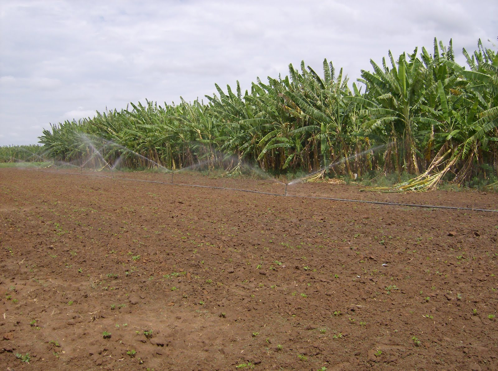 Projeto Fulgêncio Projeto Fulgêncio