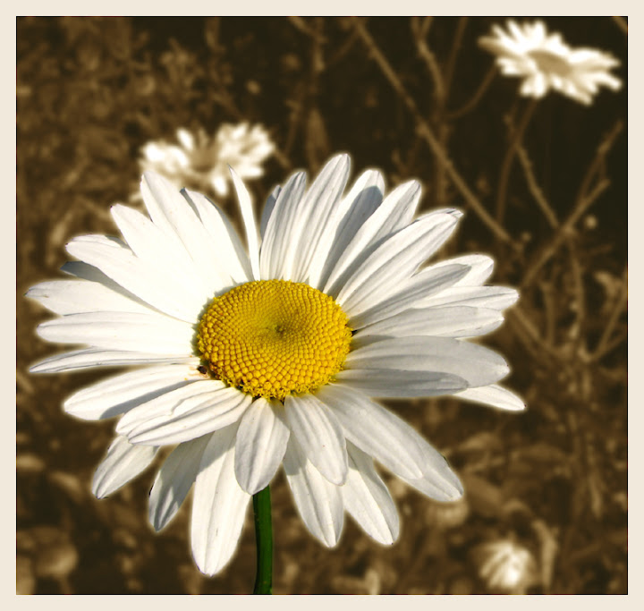 jardin de marguerite La marguerite des jardins (Leucanthemum x superbum)