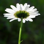 jardin de marguerite Des goûts et des couleurs.