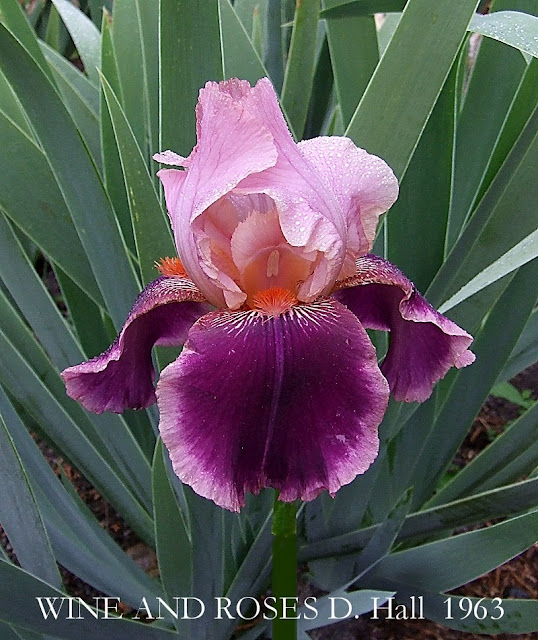 Tall Bearded Iris "WINE AND ROSES " HERITAGE IRISES