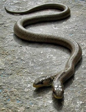 [two_headed_snake_by_slug45.jpg]