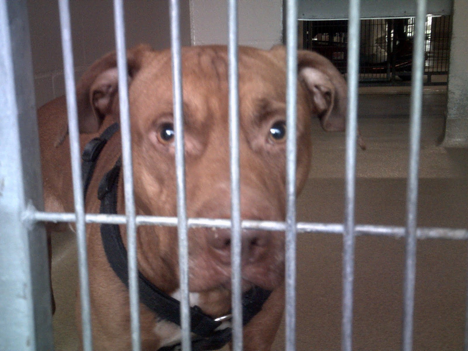 LAWS Animal Rescue So Many Shelter Dogs