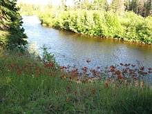 Maple River