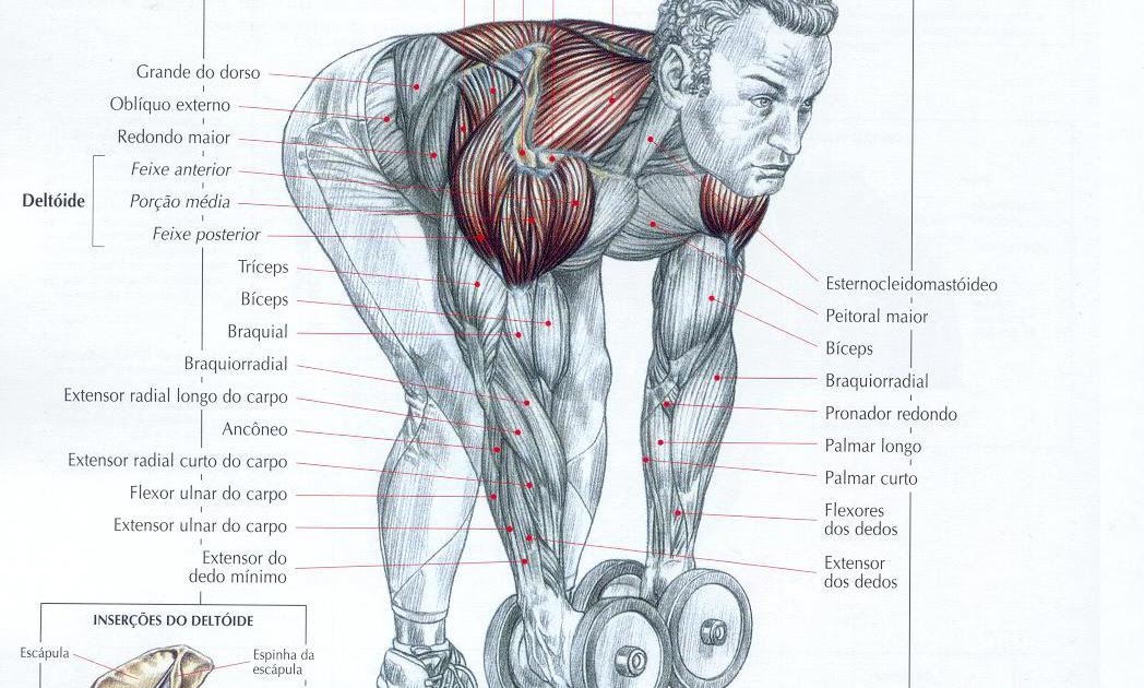 Ejercicios para trabajar biceps
