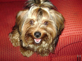 MEU FILHO CANINO PINGO