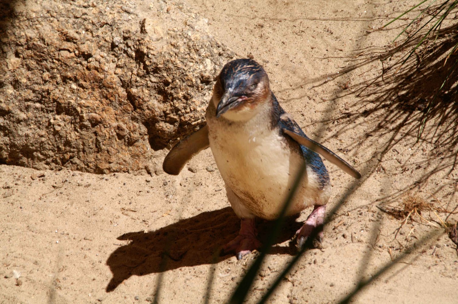Laurence and Henry's Big Adventure: Penguins @ Granite Island