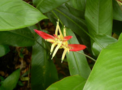 flower st carolan ivey botanical peter thomas garden