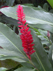 ginger ivey carolan correctly rum punch drinking variety remember