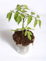 Best Soil for Plant Growth