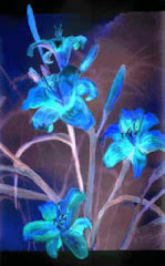 Blue Lilies, Sr Kristine Haugen, ocdh, Hermitage Arts